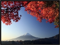 Góra, Czerwone, Liście, Mount, Japonia, Fuji